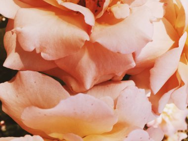 Gün batımında harika çiçek açan gül çiçeği, çiçek güzelliği backgrou