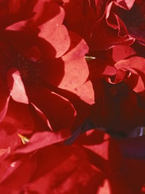 Gün batımında kırmızı çiçekaçan bahçe gül çiçek, çiçek güzellik backgro