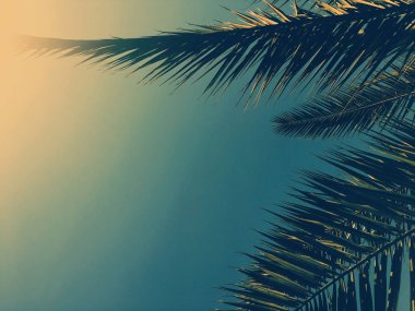 Palmiye yaprakları ve gökyüzü, yaz yolculuğu arka planı