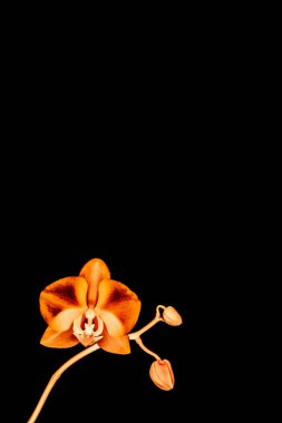 Çiçek açan orkide, soyut çiçek arkaplanı