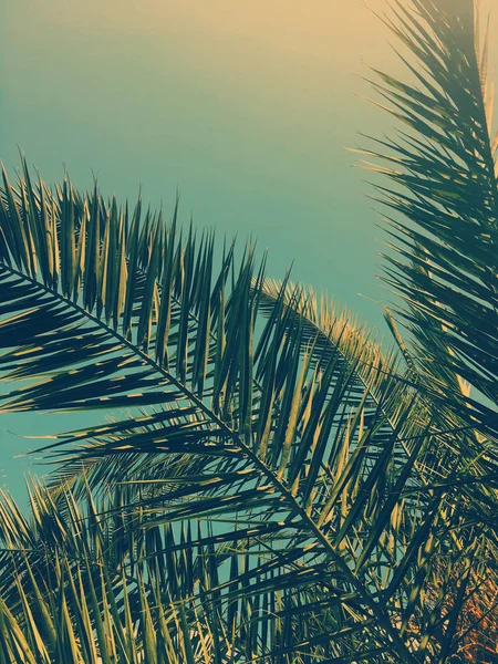 Hojas de palmera y el cielo, fondo de viaje de verano — Foto de Stock