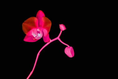 Çiçek açan orkide, soyut çiçek arkaplanı