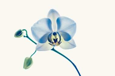 Çiçek açan orkide, soyut çiçek arkaplanı