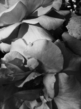 Gün batımında harika çiçek açan gül çiçeği, çiçek güzelliği backgrou