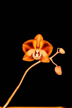 Çiçek açan orkide, soyut çiçek arkaplanı