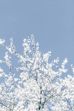 Mavi arka plan çiçek soyut sanat, vintage kiraz çiçekleri i