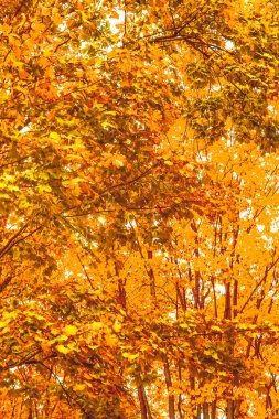 Güzel sonbahar manzara arka plan, f vintage doğa sahnesi