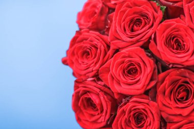 Mavi arka plan üzerinde kırmızı gül Lüks buket, bir hol olarak çiçek