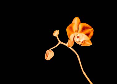 Çiçek açan orkide, soyut çiçek arkaplanı