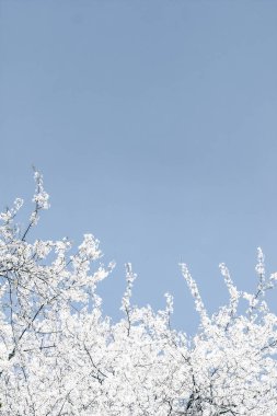 Mavi arka plan çiçek soyut sanat, vintage kiraz çiçekleri i