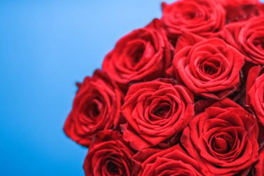 Mavi arka plan üzerinde kırmızı gül Lüks buket, bir hol olarak çiçek