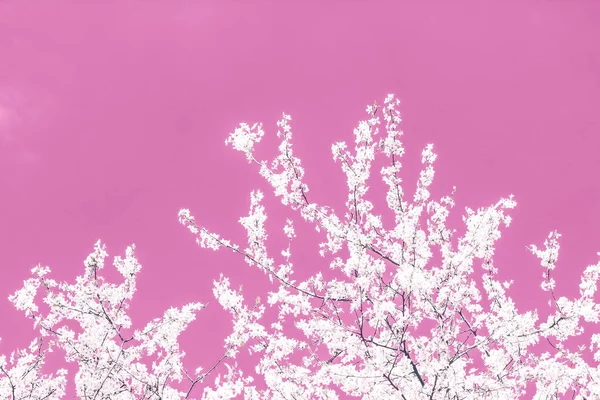 Blommig abstrakt konst på rosa bakgrund, Vintage körsbärsblommor i — Stockfoto