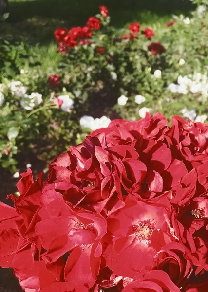 Red Blooming Garden Rose Flower vid solnedgången, blommig skönhet backgro — Stockfoto