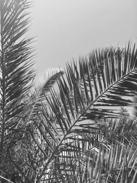 Hojas de palmera y el cielo, fondo de viaje de verano —  Fotos de Stock