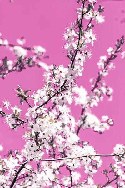 Floral abstracte kunst op roze achtergrond, vintage Cherry bloemen ik — Stockfoto