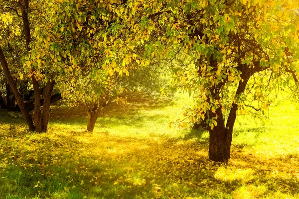 Herfst natuur scène achtergrond, bladeren en bomen buitenshuis — Stockfoto