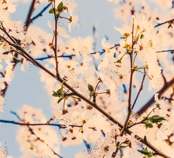 Vintage körsbärsblommor blommar i soluppgången som natur bakgrund — Stockfoto