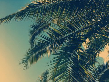 Palmiye yaprakları ve gökyüzü, yaz yolculuğu arka planı