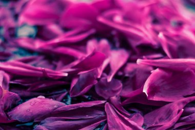 Soyut çiçek arka plan, suda Mor çiçek yaprakları