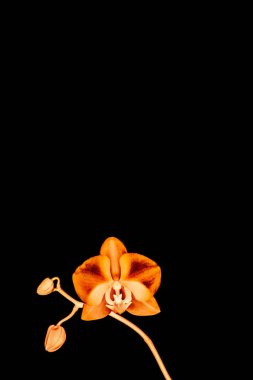 Çiçek açan orkide, soyut çiçek arkaplanı