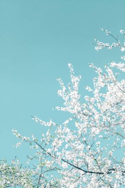 Turkuaz arka plan, vintage kiraz akışı çiçek soyut sanat