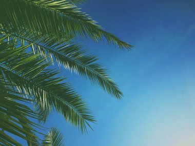 Palmiye yaprakları ve gökyüzü, yaz yolculuğu arka planı