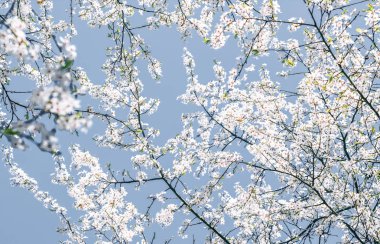 Mavi arka plan çiçek soyut sanat, vintage kiraz çiçekleri i