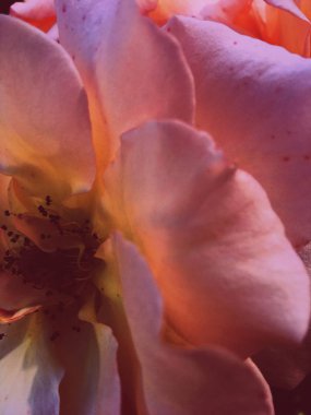 Gün batımında harika çiçek açan gül çiçeği, çiçek güzelliği backgrou