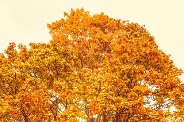 Beau fond de paysage d'automne, scène de nature vintage en f — Photo