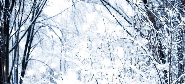 Fundo de férias de inverno, paisagem natural com neve brilhante e co — Fotografia de Stock