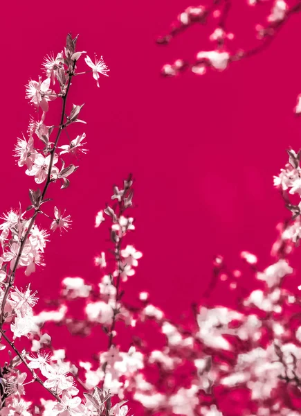 Blommig abstrakt konst på rödbrun bakgrund, Vintage körsbärsblommor — Stockfoto