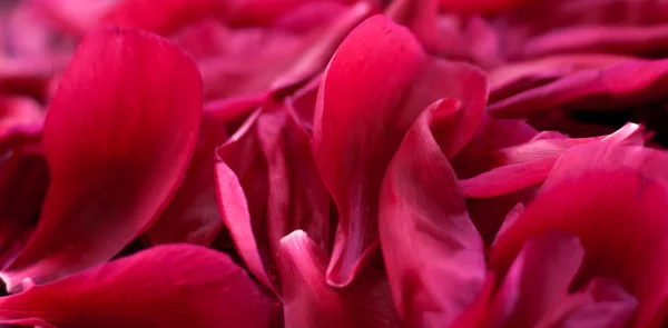 Fondo floral abstracto romántico, pétalos de flores rosadas en agua — Foto de Stock