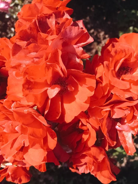 Korálová kvetoucí zahrada růže při západu slunce, květinové pozadí — Stock fotografie