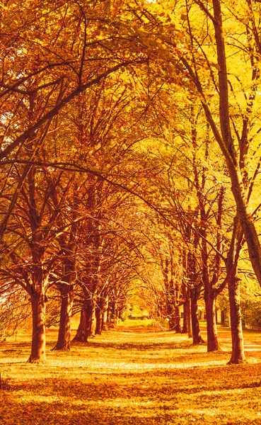 美しい秋の風景の背景、fのヴィンテージ自然シーン — ストック写真