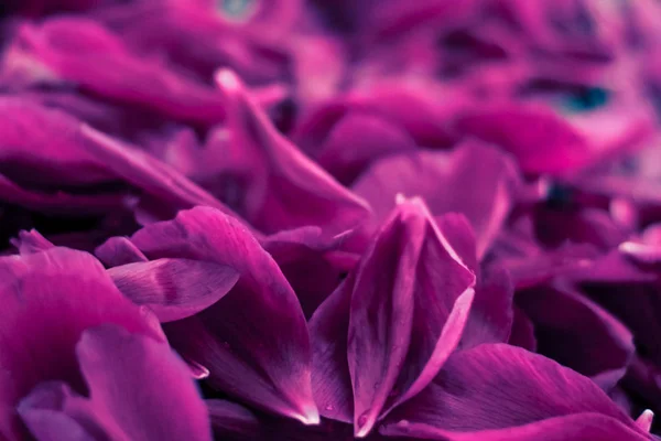 抽象的な花の背景、水の紫色の花びら — ストック写真