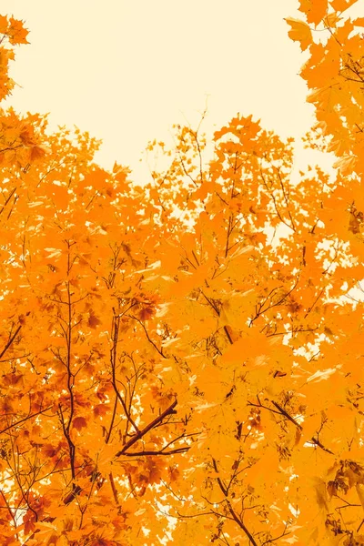 Belo outono paisagem fundo, vintage natureza cena em f — Fotografia de Stock