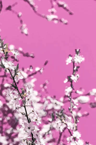 Arte astratta floreale su sfondo rosa, fiori di ciliegio vintage i — Foto Stock