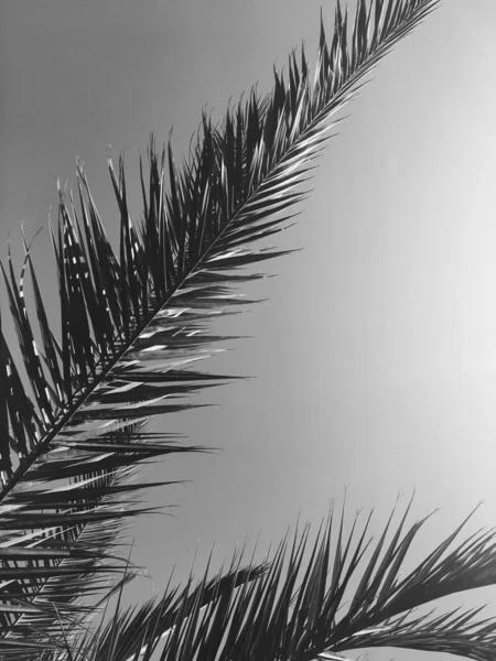Folhas de palmeira e o céu, verão viagem fundo — Fotografia de Stock
