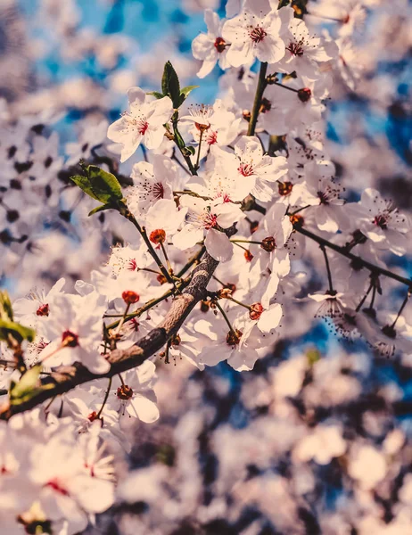 Vintage cherry flowers in bloom at sunrise as nature background
