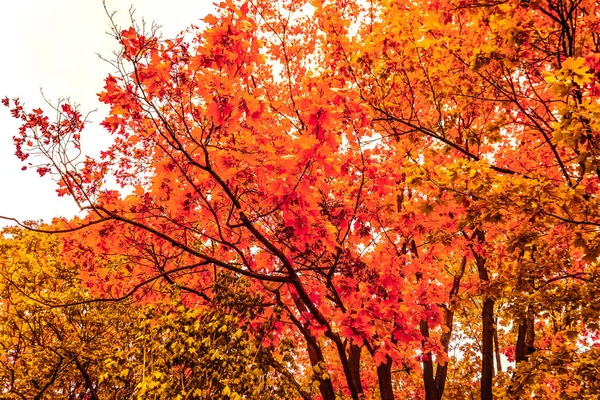 Belo outono paisagem fundo, vintage natureza cena em f — Fotografia de Stock