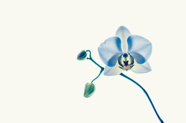 Çiçek açan orkide, soyut çiçek arkaplanı