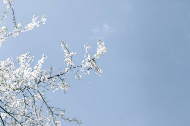 Mavi arka plan çiçek soyut sanat, vintage kiraz çiçekleri i