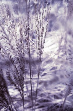 Vintage rustik çim ve alan, soyut doğa arka plan