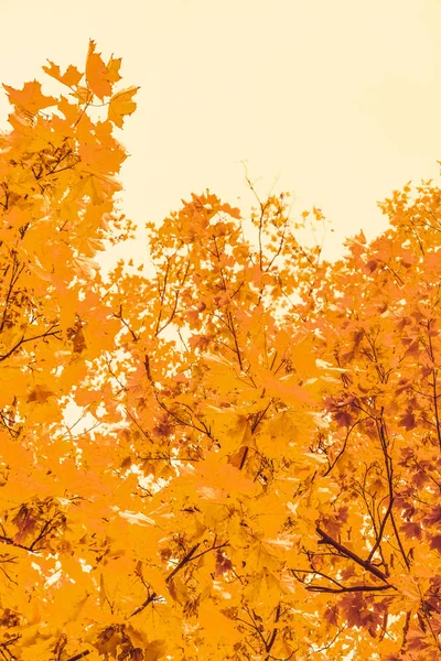 Beau fond de paysage d'automne, scène de nature vintage en f — Photo