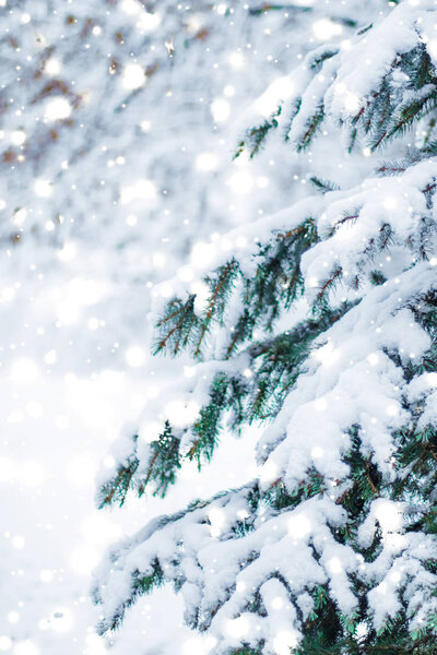 Winter holiday background, nature scenery with shiny snow and co