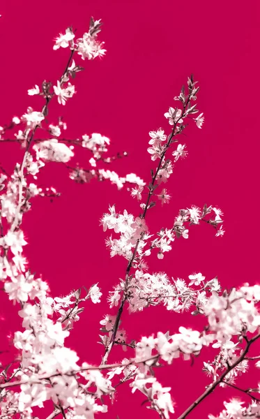 Floral abstract art on maroon background, vintage cherry flowers
