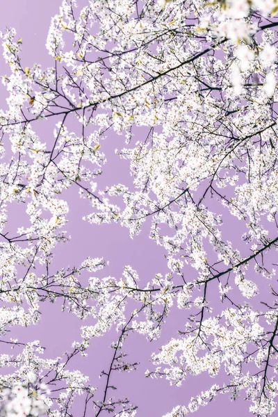 Floral abstract art on purple background, vintage cherry flowers — Stock Photo, Image