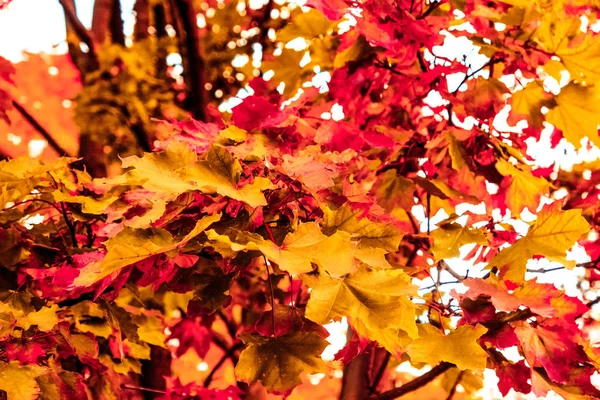 Schöne Herbstlandschaft Hintergrund, Vintage-Natur-Szene in f — Stockfoto