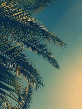 Palmiye yaprakları ve gökyüzü, yaz yolculuğu arka planı