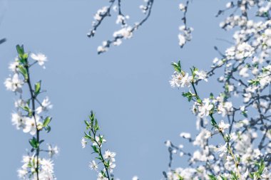 Mavi arka plan çiçek soyut sanat, vintage kiraz çiçekleri i